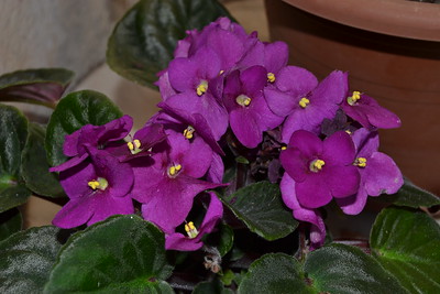 violeta africana